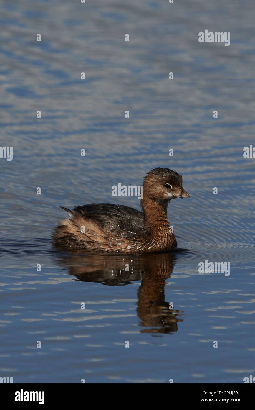 Podilymbus podiceps podiceps, Bindentaucher, grèbe à bec de pied Banque D'Images