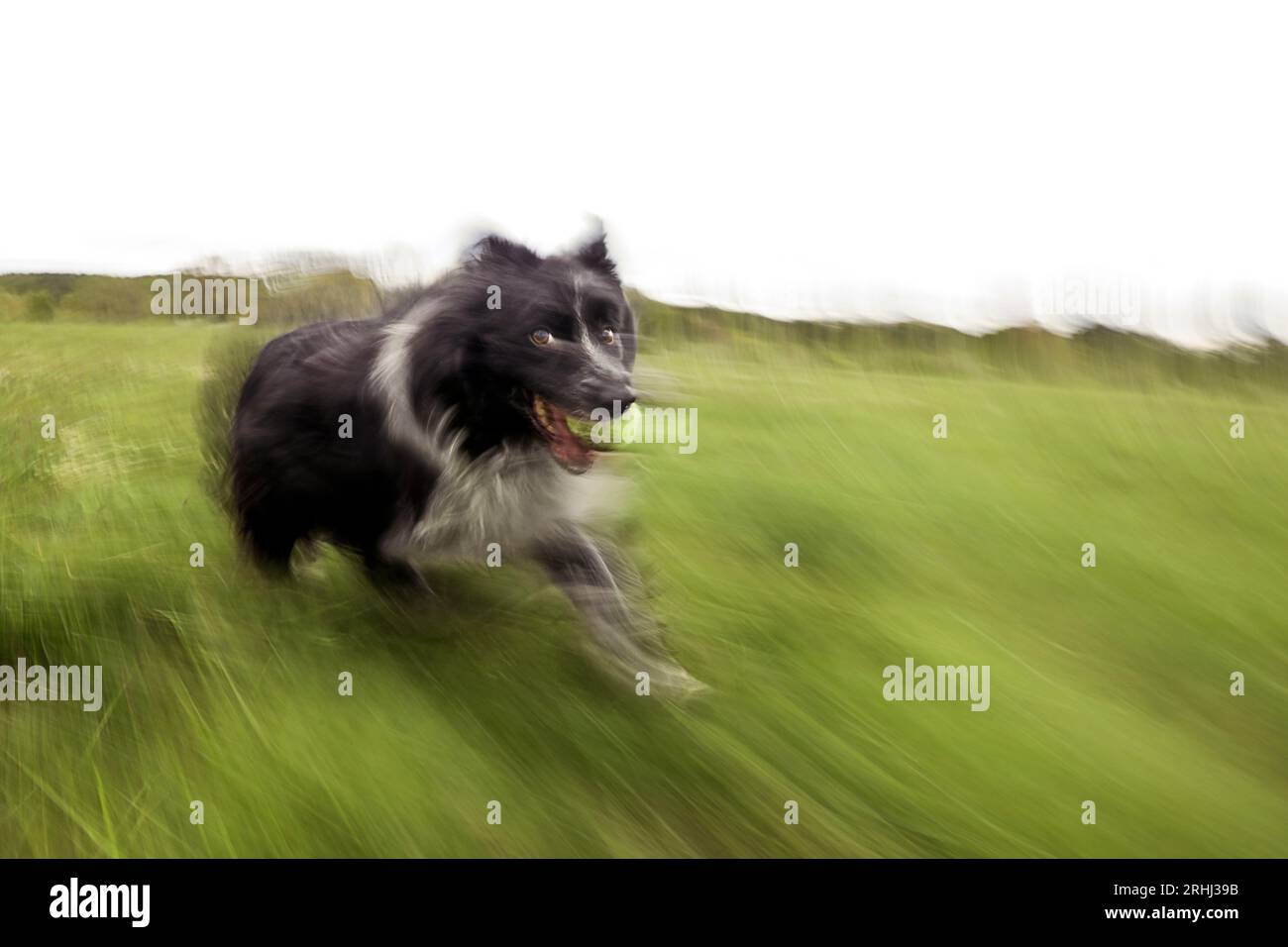 beau chien moelleux jouant à la fetch dans un champ vert avec un ciel dramatique de coucher de soleil Banque D'Images