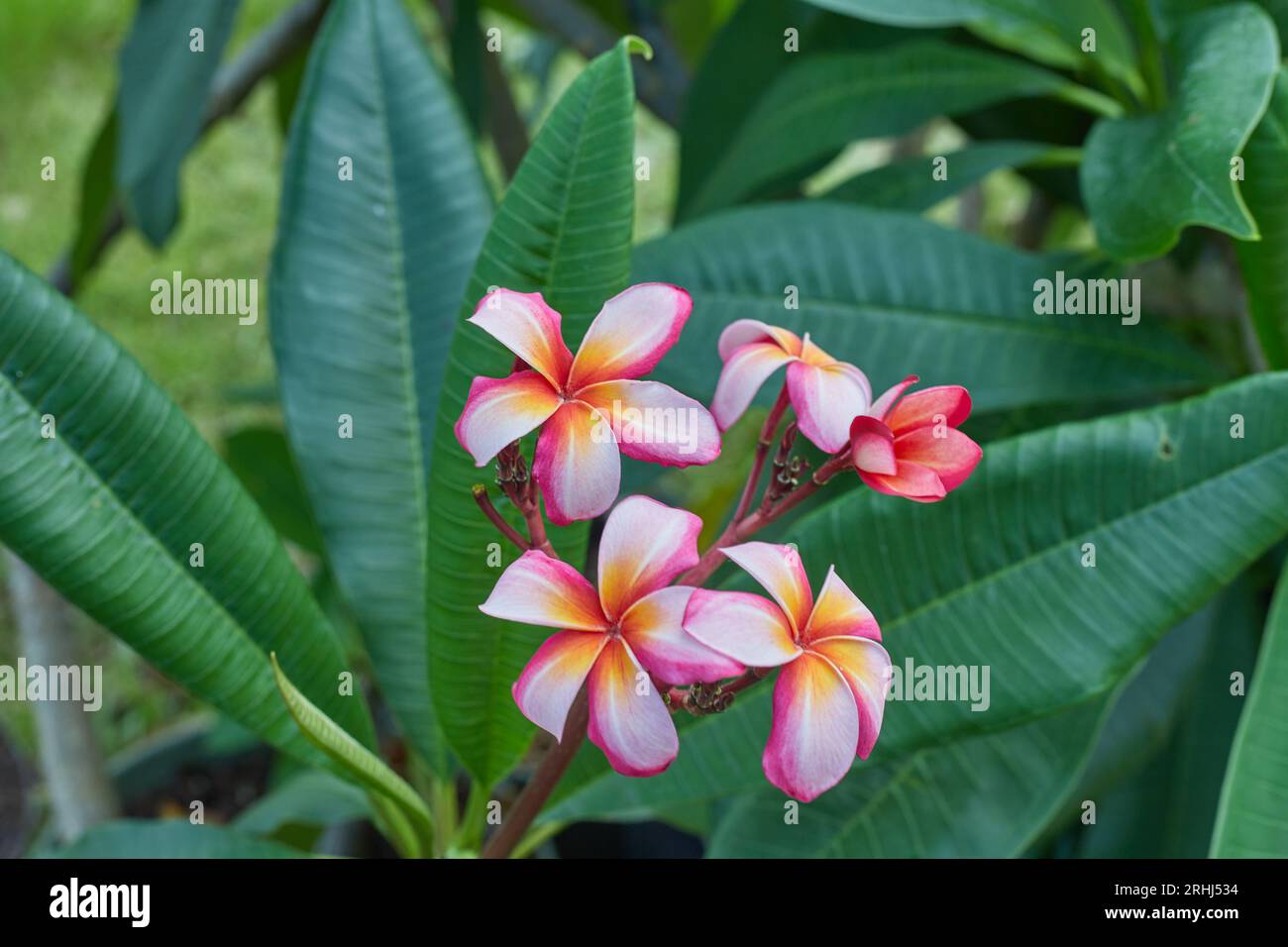 Belles fleurs de spa Plumeria ou Frangipani !! Banque D'Images