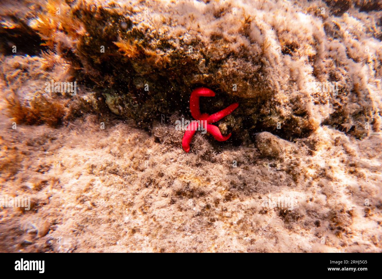 Étoile de mer rouge. Paysage sous-marin dans la mer Égée. Banque D'Images