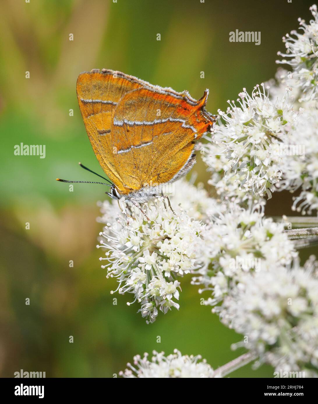 Femelle Brun Hairstreak Thecla betulae se nourrissant de fleurs d'eau Dropwort à Alner's Gorse dans le Dorset Royaume-Uni Banque D'Images