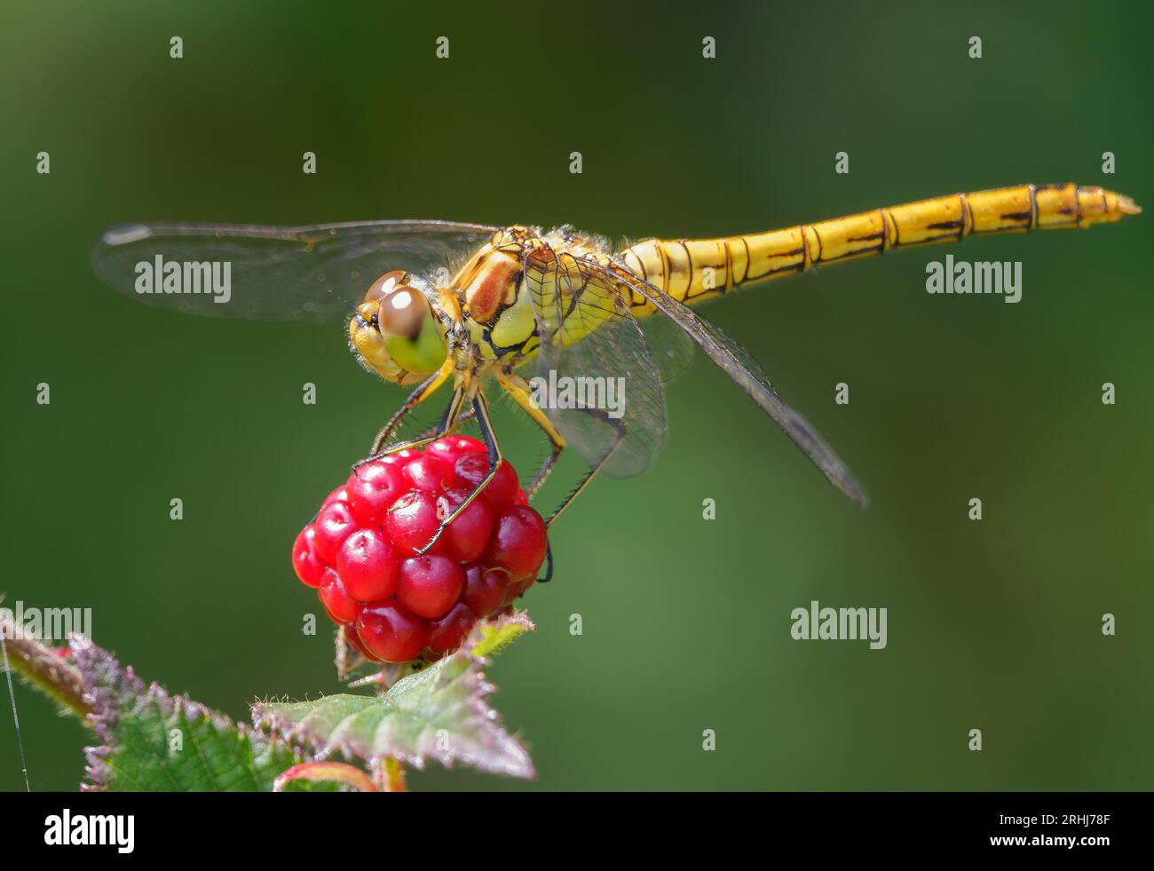 Récemment émergé libellule de Darter commun Sympetrum striolatum perché sur un fruit de framboise sauvage - Somerset UK Banque D'Images