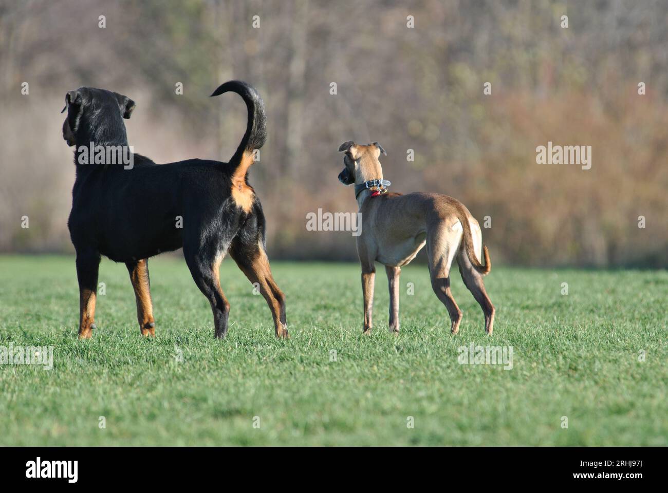 Deux chiens domestiques jouent avec la balle dans le parc extérieur de Prague. Banque D'Images