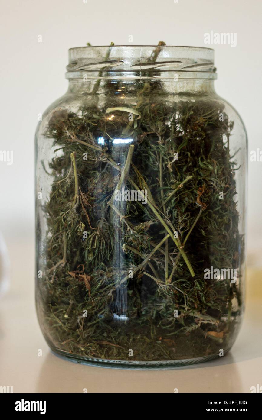 De nombreux pays permettent aux individus de cultiver du cannabis et de créer leur propre huile de cannabis. Après la récolte, les fleurs de marijuana sont séchées et minutieusement Banque D'Images