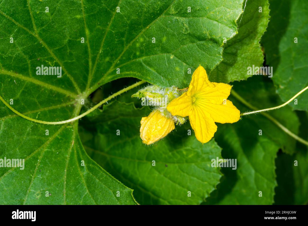 Gros plan de fleur sur un melon Emir F1, Cucumis melo, plante poussant dans une serre. Banque D'Images