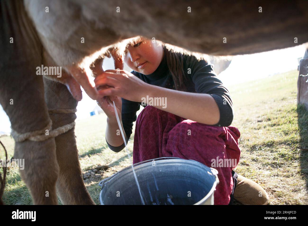 Une fille traite une vache au lac Song-Kul, au Kirghizistan. Banque D'Images