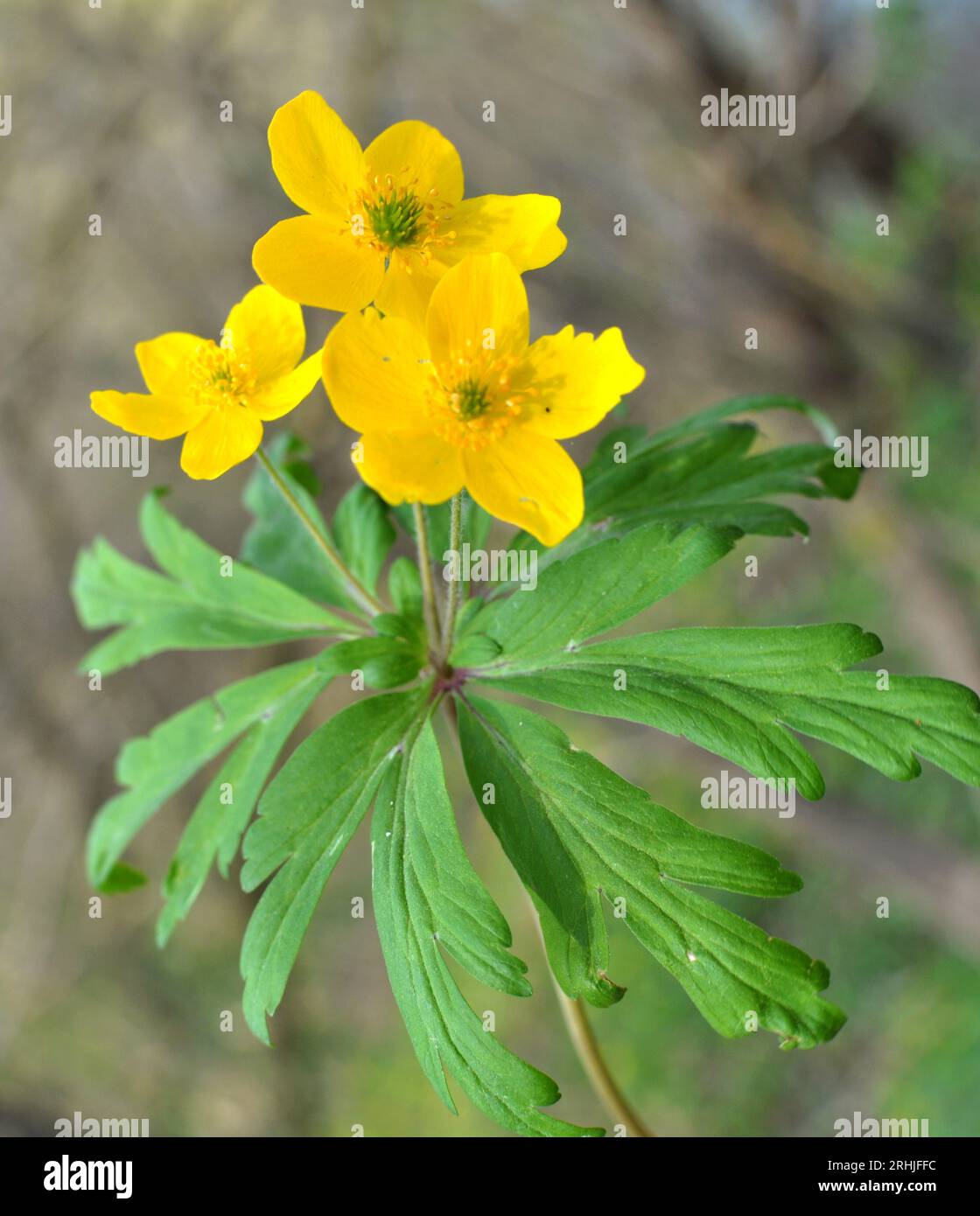 Au printemps, dans la forêt sauvage fleurit l'anémone jaune (Anemone ranunculoides). Banque D'Images