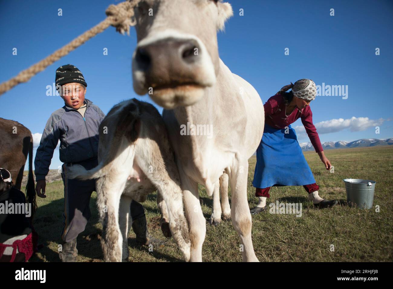 Un garçon et une fille s'occupent d'une vache au lac Song-Kul, au Kirghizistan. Banque D'Images