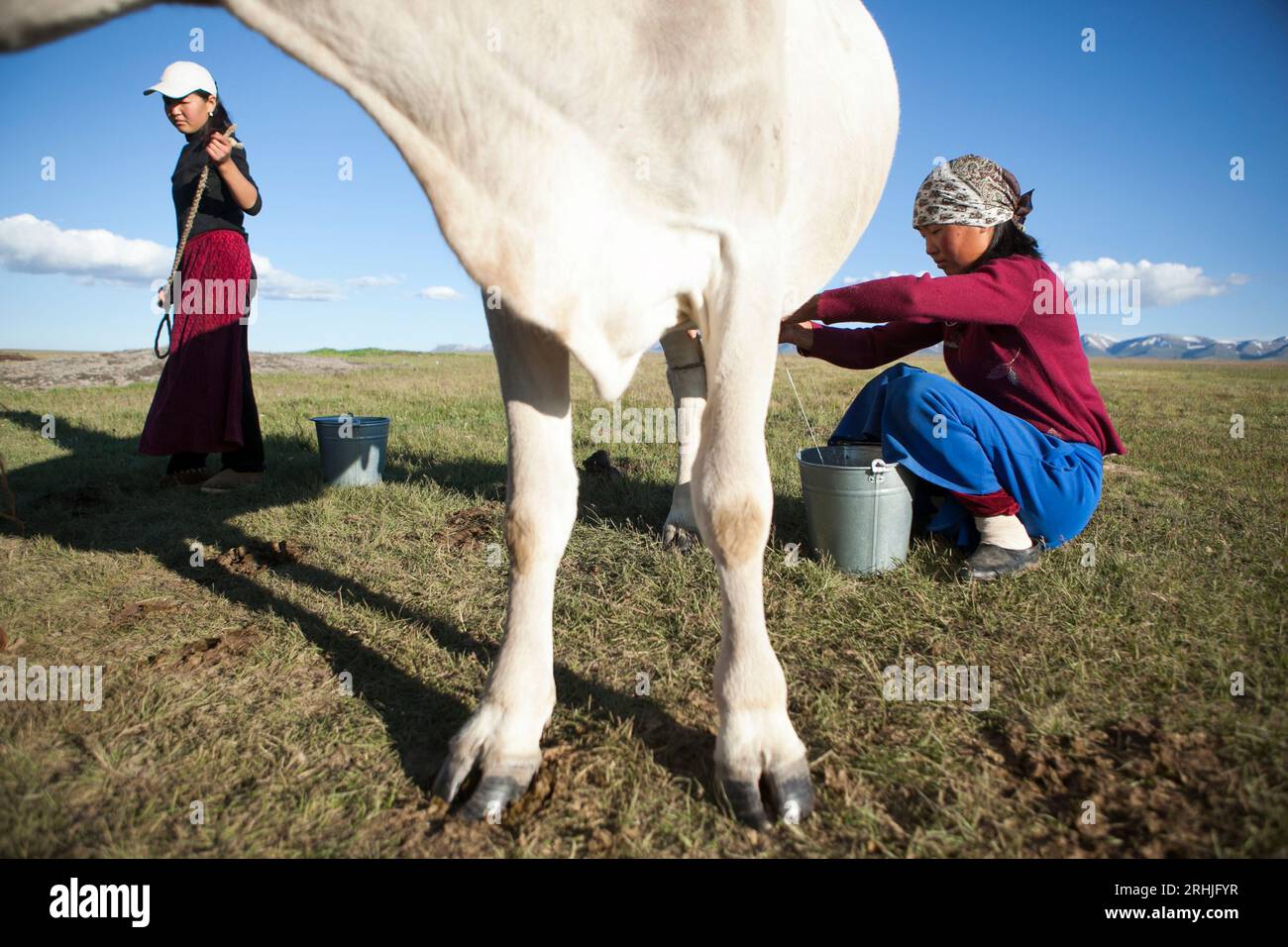 Une fille traite une vache au lac Song-Kul, au Kirghizistan. Banque D'Images