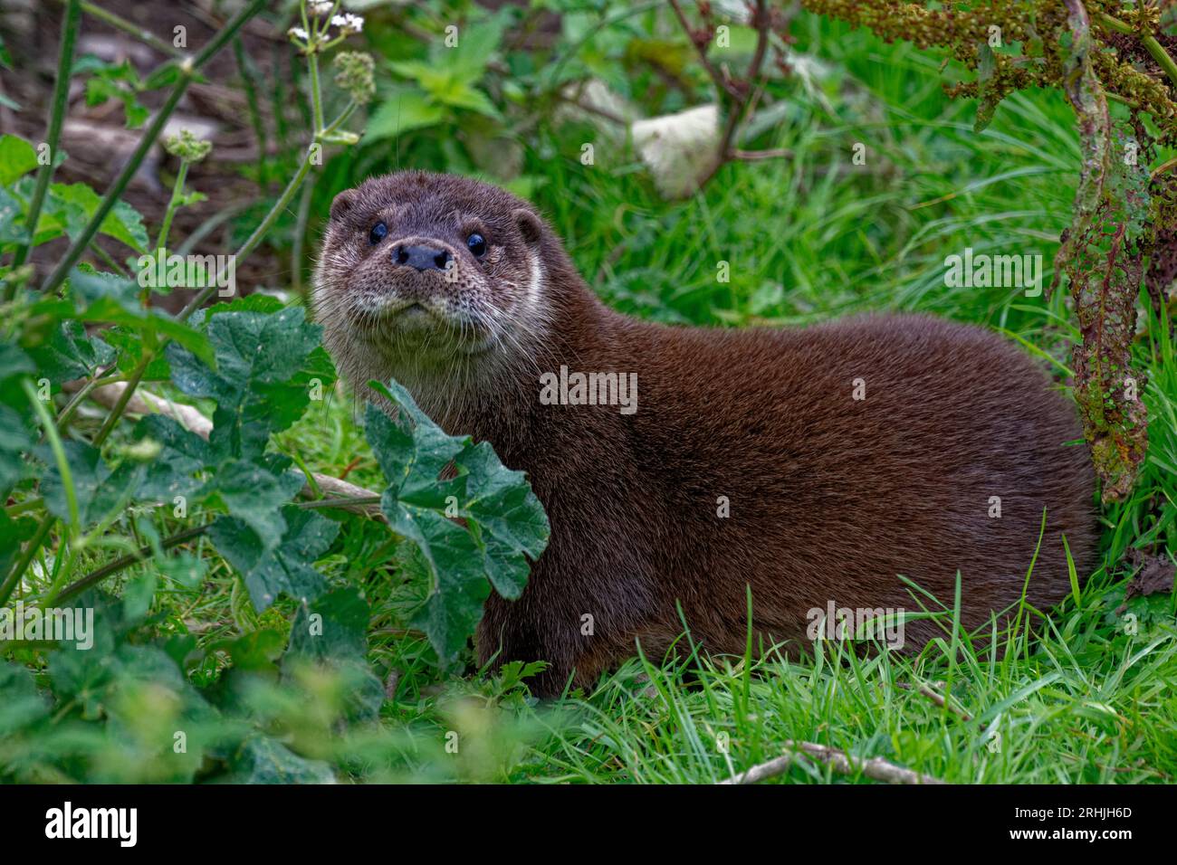 Loutre eurasienne (Lutra lutra) mâle juvénile parmi la végétation regardant. Banque D'Images