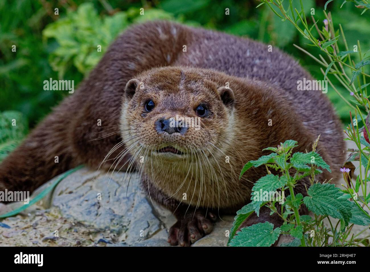 Loutre eurasienne (Lutra lutra) mâle adulte 'Royal' reposant sur la roche. Banque D'Images