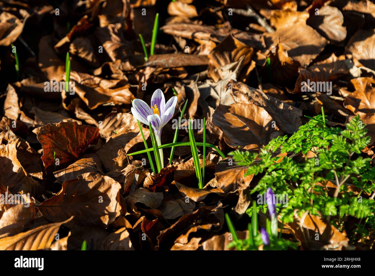 Fleur de crocus mauve Banque D'Images