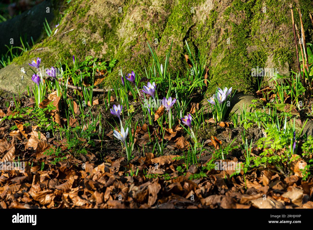 Fleurs violettes de crocus poussant à la base d'un arbre Banque D'Images