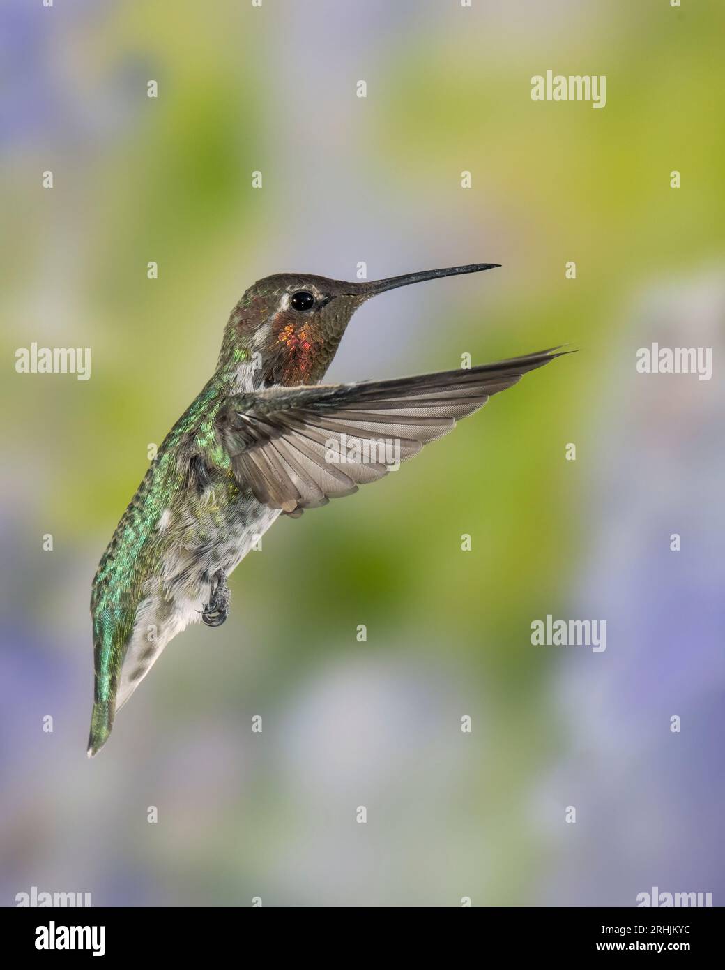 Le colibri d'Anna mâle en vol Banque D'Images