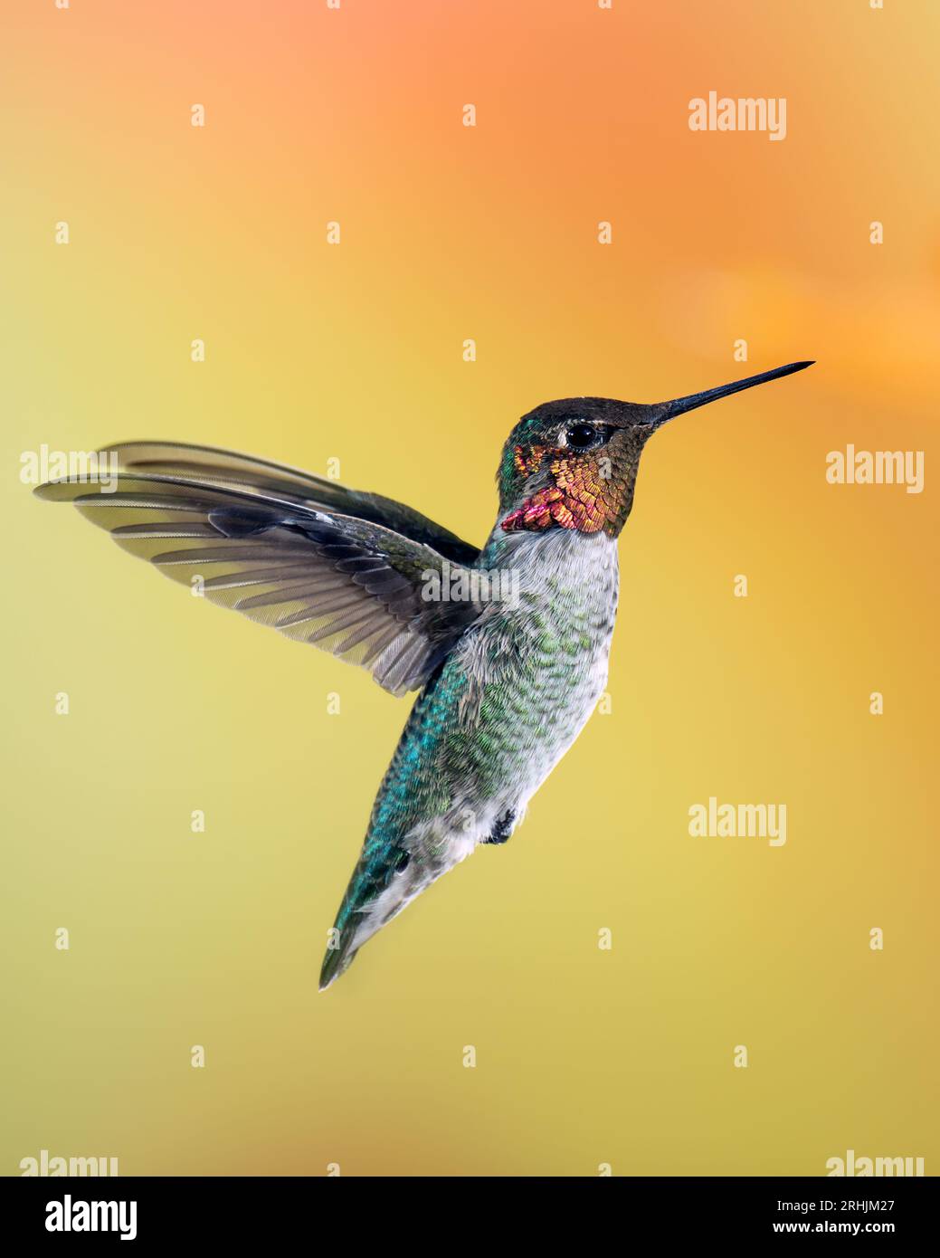 Le colibri d'Anna mâle en vol Banque D'Images