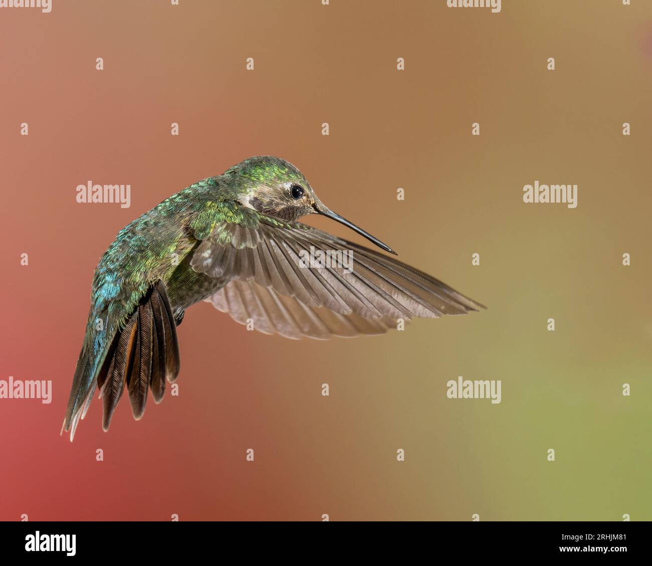 Colibri mâle à queue large en vol avec plumes de queue évasées Banque D'Images