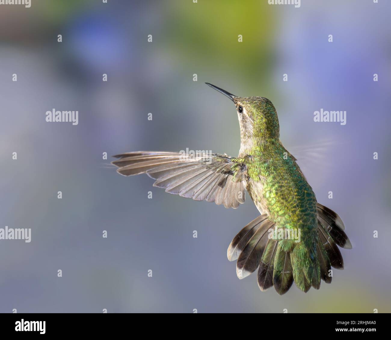 Colibri en vol sur fond vert et violet, femelle ou mâle immature Banque D'Images