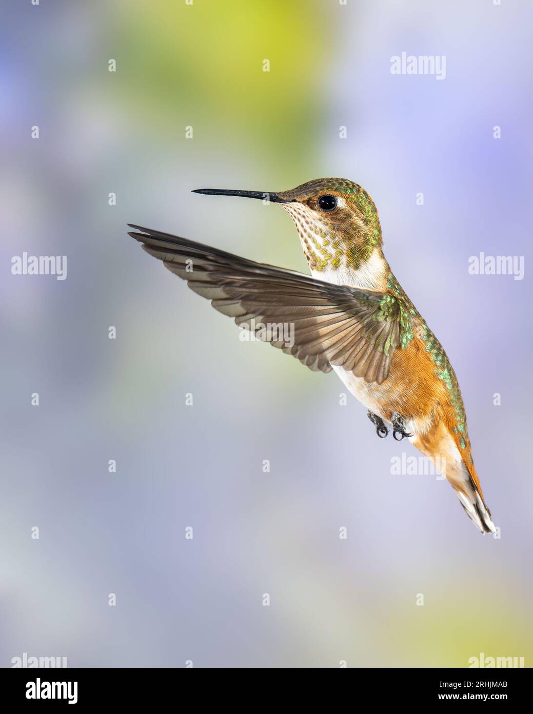 Hummingbird Rufous mâle immature en vol Banque D'Images