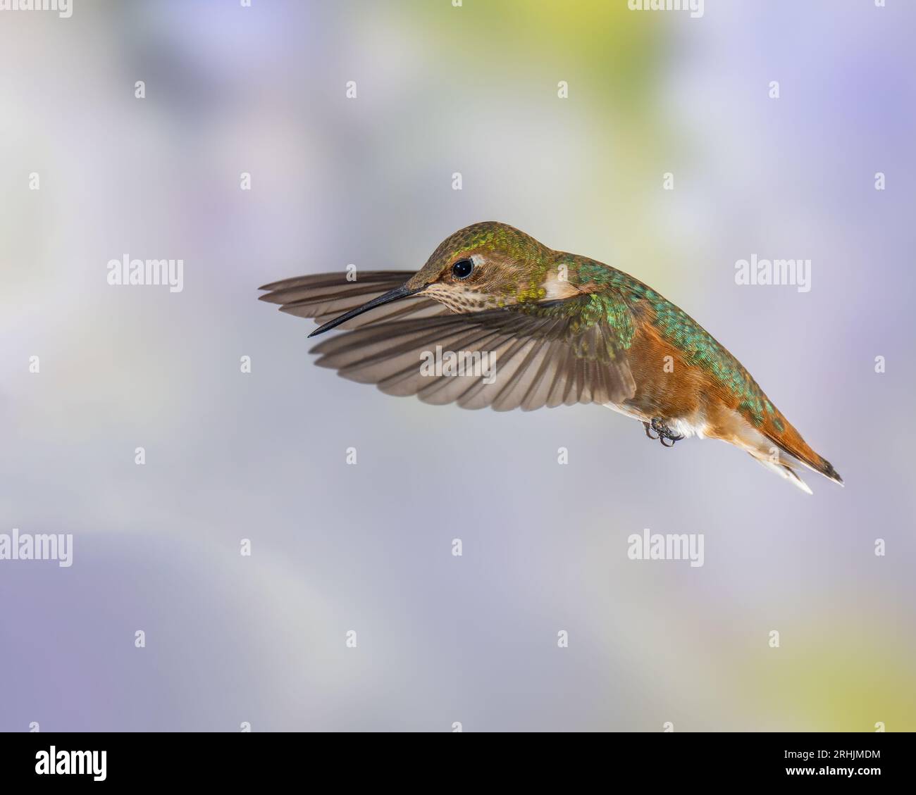 Hummingbird Rufous mâle immature en vol Banque D'Images