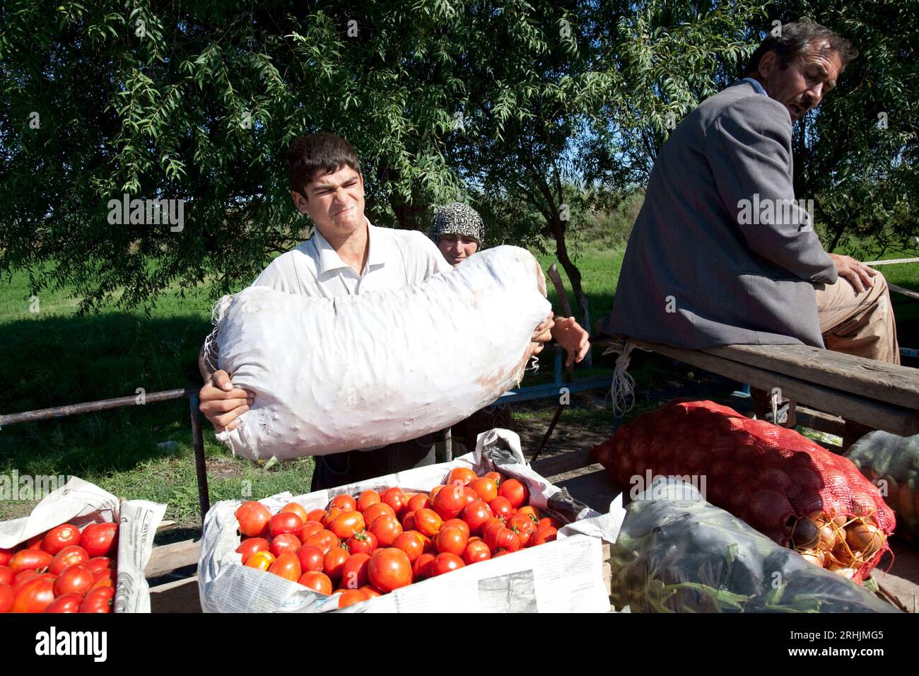 Les hommes transportent la récolte de tomates au marché en Azerbaïdjan. Banque D'Images