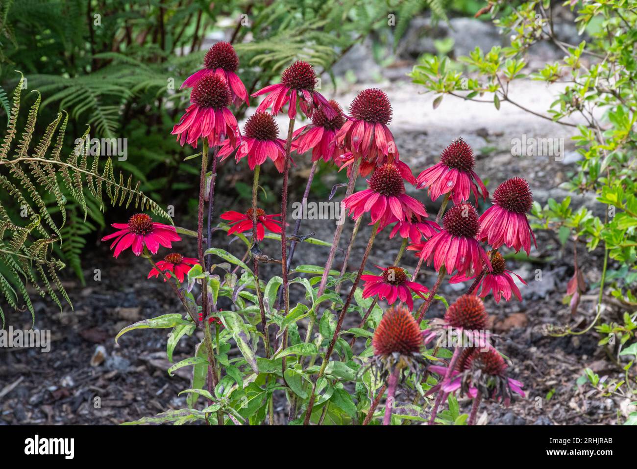 Échinacée à coneflower 'Cheyenne Spirit', fleurs rouges roses de la plante herbacée vivace en août ou en été, Angleterre, Royaume-Uni Banque D'Images
