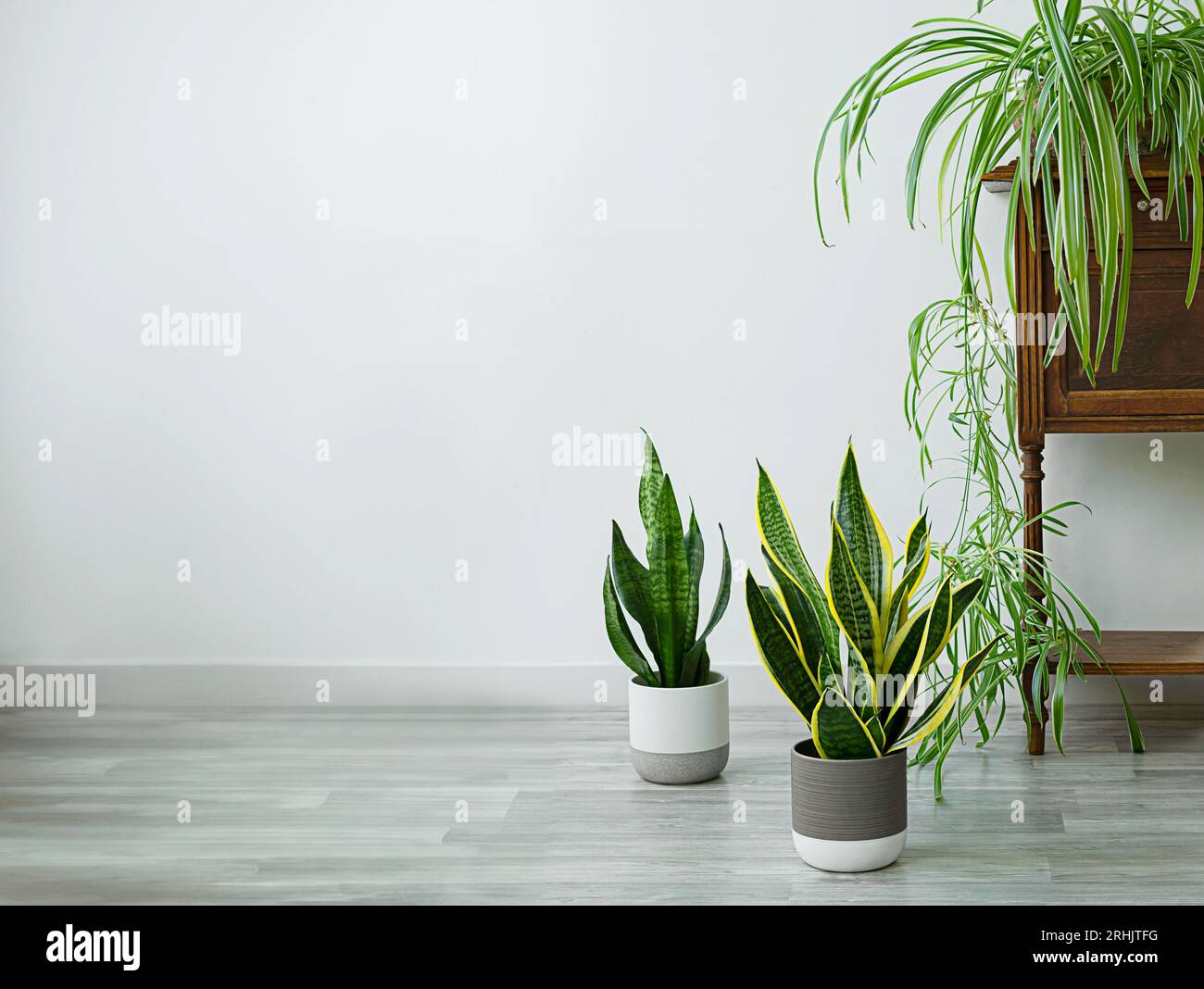 Sansevieria et chlorophytum plantes d'intérieur dans la chambre, concept de jardin intérieur Banque D'Images