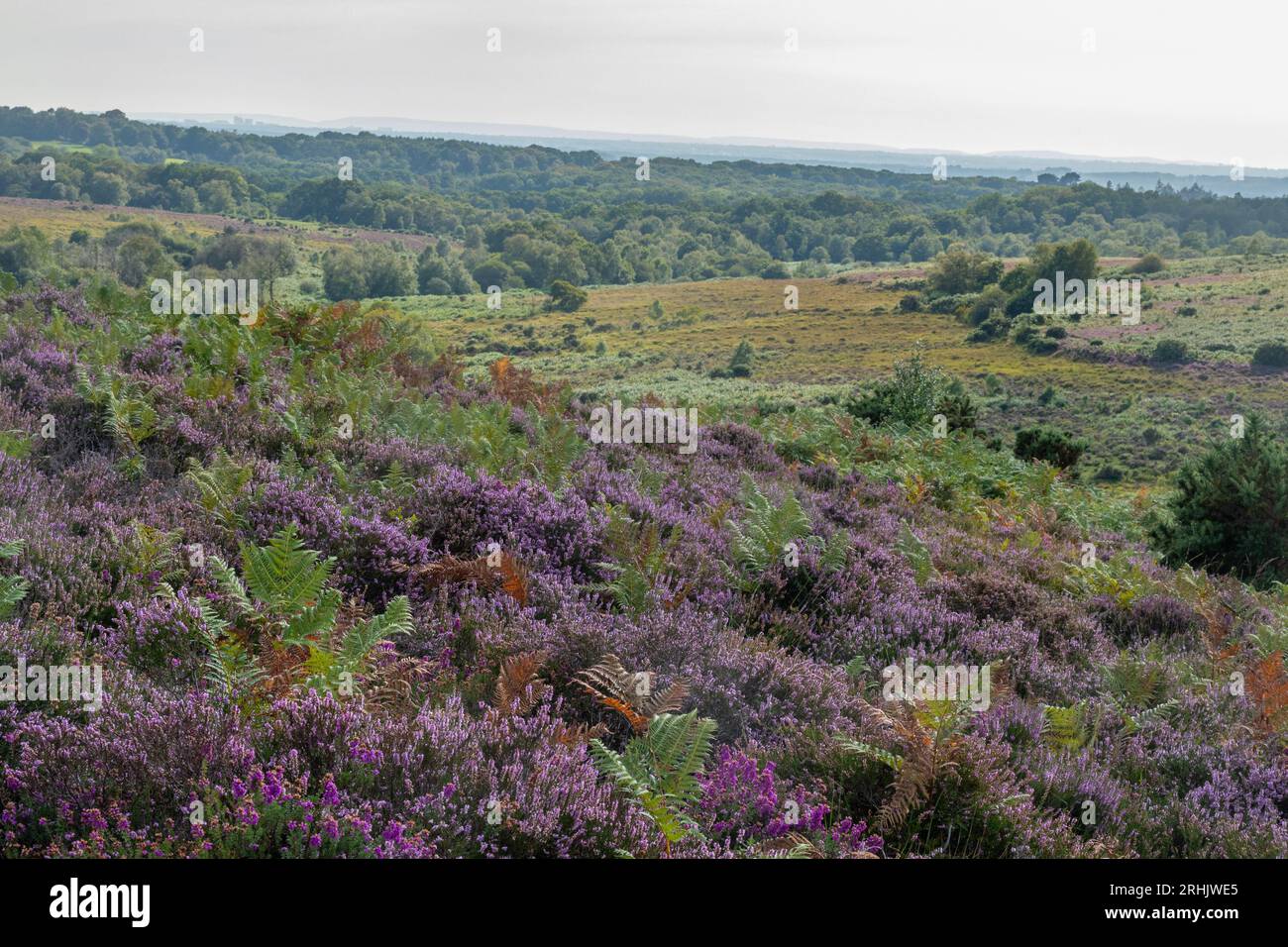Paysage de bruyère des basses terres dans le parc national de New Forest, Hampshire, Angleterre, Royaume-Uni, avec floraison de bruyère violet rose en été Banque D'Images
