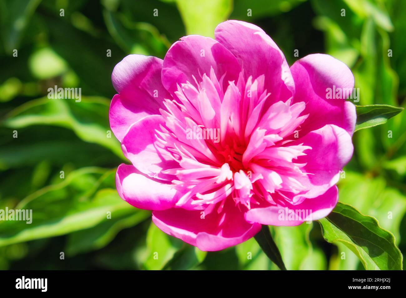 Grande pivoine rose. Fleur aux pétales roses. Banque D'Images