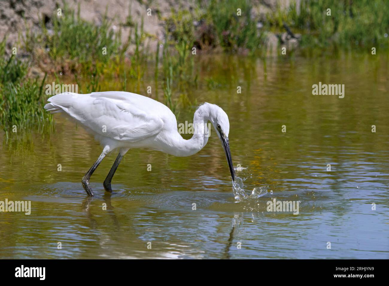 Petite aigrette (Egretta garzetta) juvénile attraper peu de poissons dans l'eau peu profonde de l'étang en été Banque D'Images