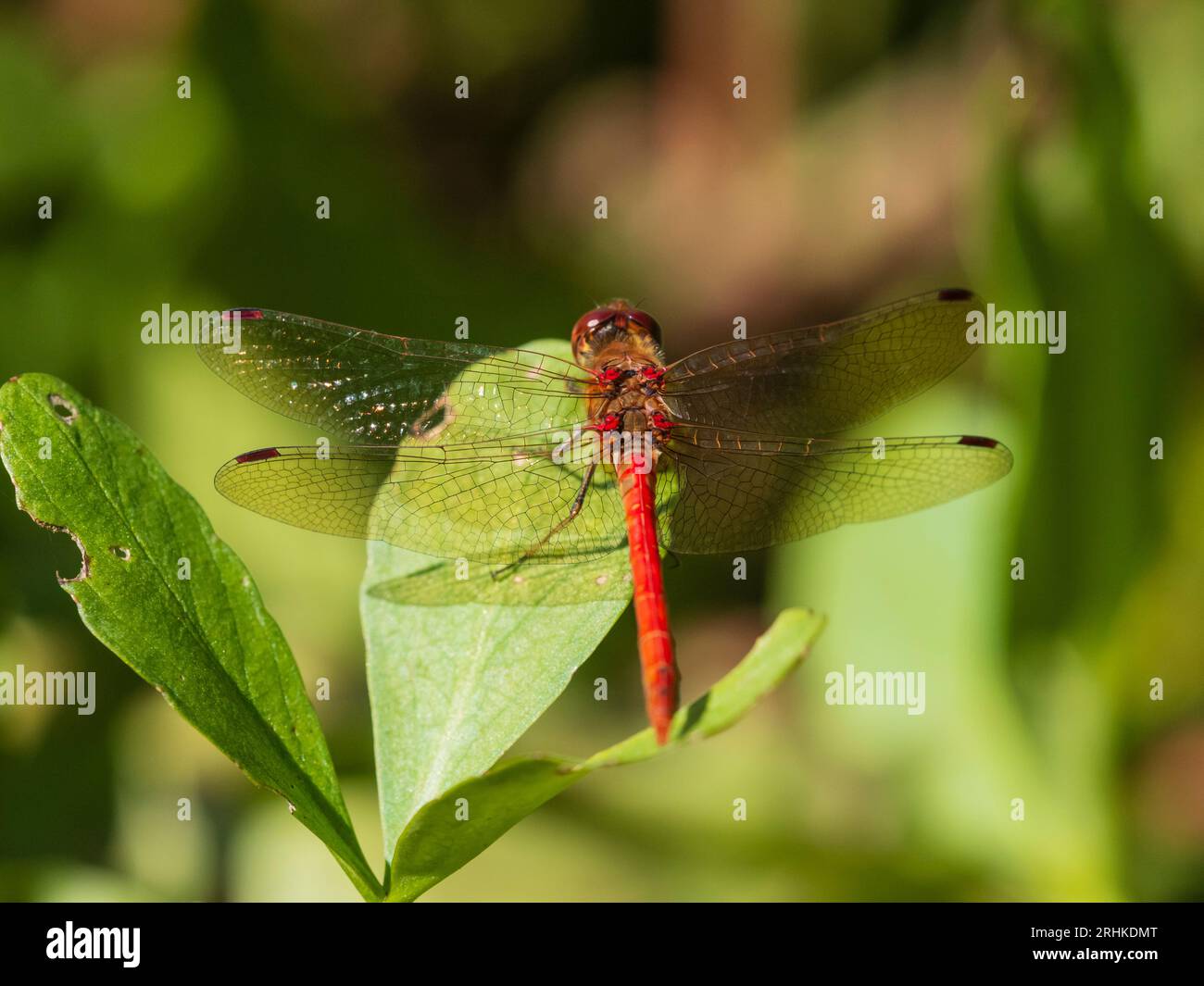 Libellule dard commun mâle adulte à corps roux, Sympetrum striolatum, perchée avec des ailes déployées Banque D'Images