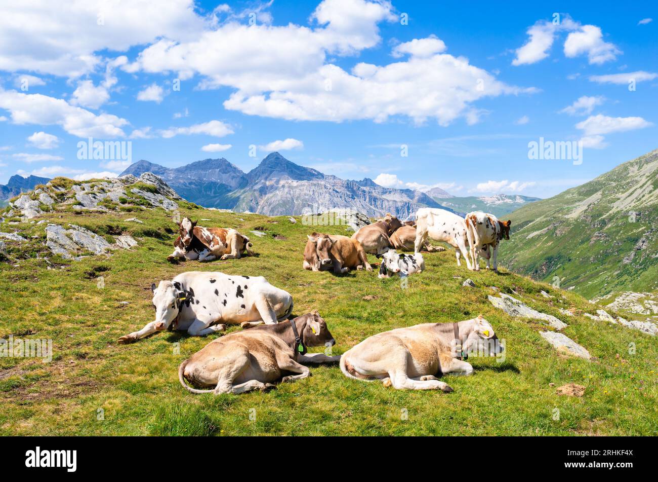 Vaches suisses sur un pâturage au sommet du col de Splugenpass - Passo Spluga entre l'Italie et la Suisse Banque D'Images