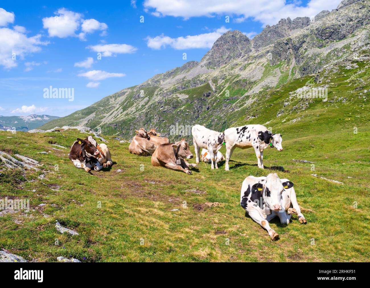 Vaches suisses sur un pâturage au sommet du col de Splugenpass - Passo Spluga entre l'Italie et la Suisse Banque D'Images