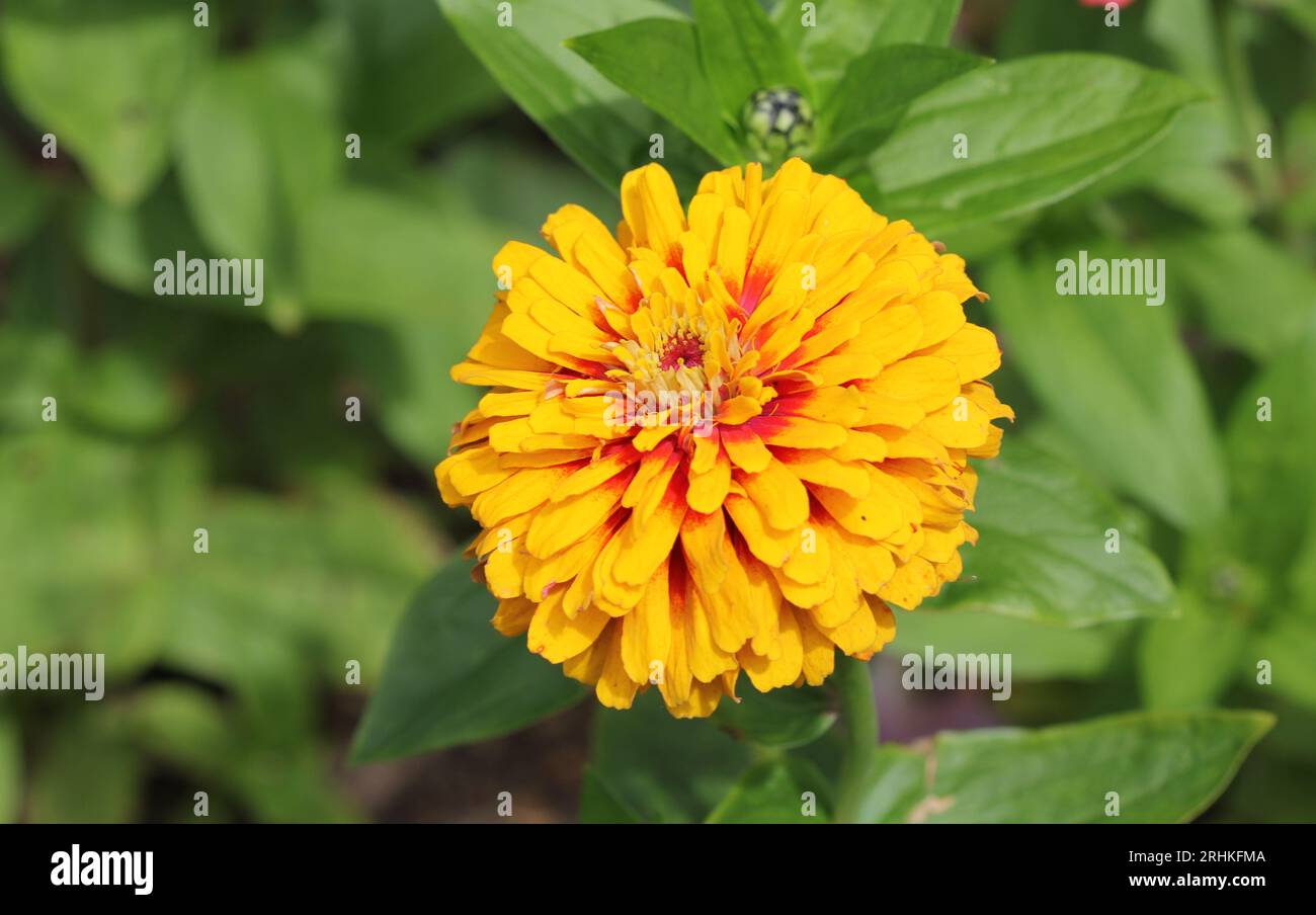 Gros plan de la fleur « Funfair » de Zinnia elegans Banque D'Images