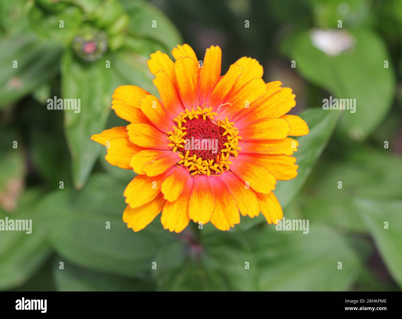 Gros plan de la fleur « Funfair » de Zinnia elegans Banque D'Images