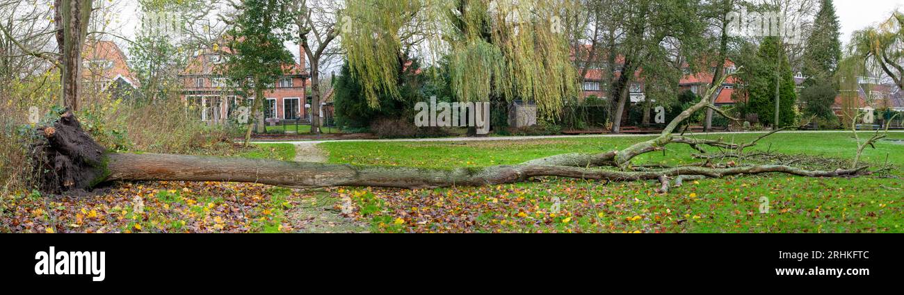 Arbre tombé à Wassenaar Banque D'Images