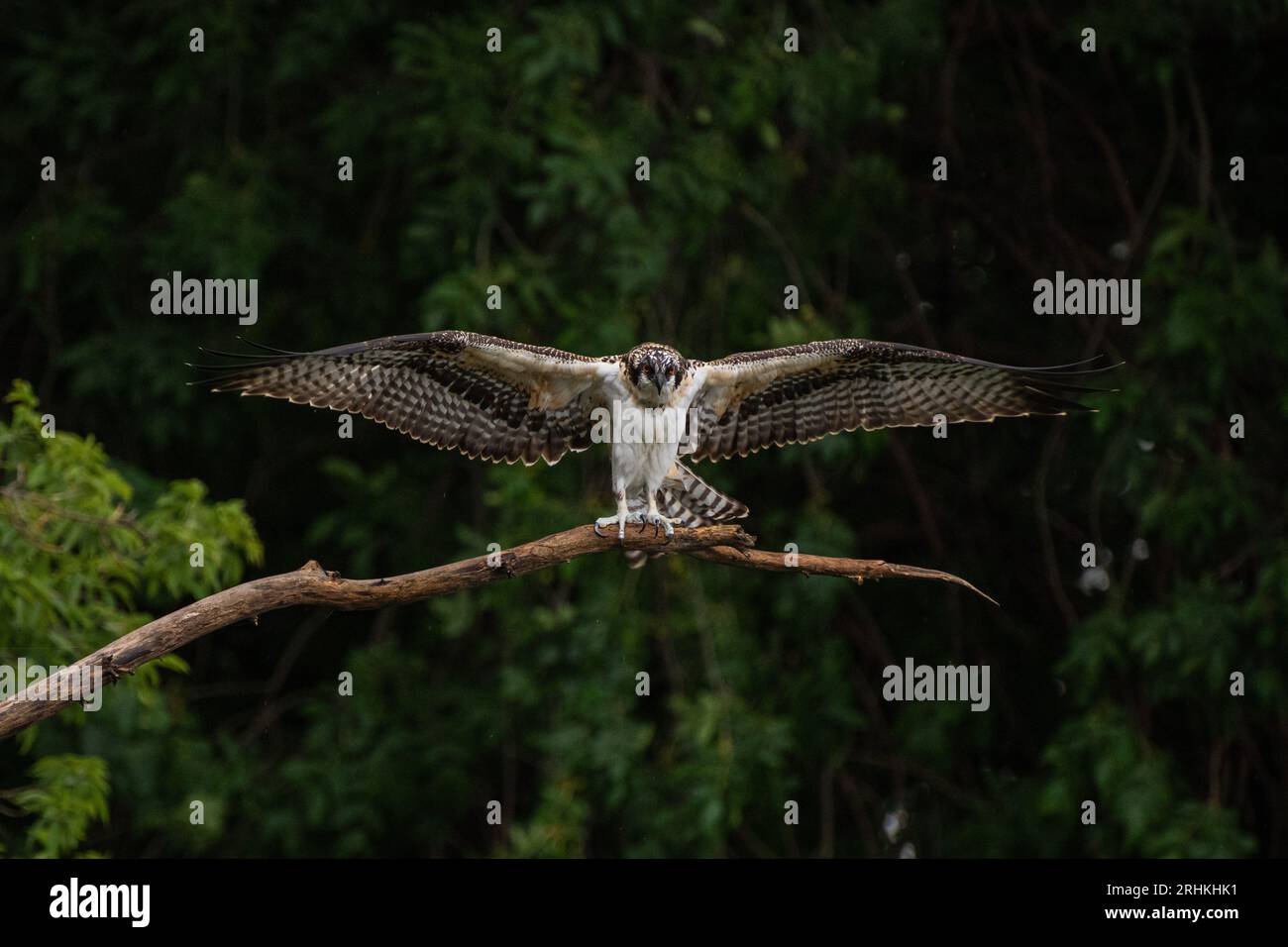 Balbuzard juvénile (Pandion haliaetus) déployant ses ailes avant le vol en se perchant sur une branche surplombant le lac Ontario dans une région boisée Banque D'Images