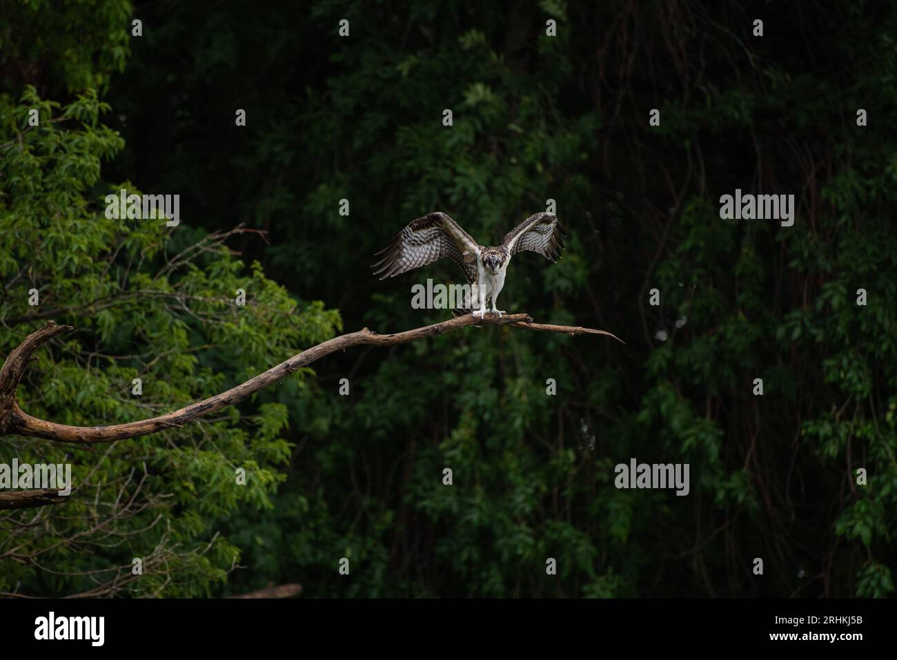 Balbuzard juvénile (Pandion haliaetus) déployant ses ailes avant le vol en se perchant sur une branche surplombant le lac Ontario dans une région boisée Banque D'Images