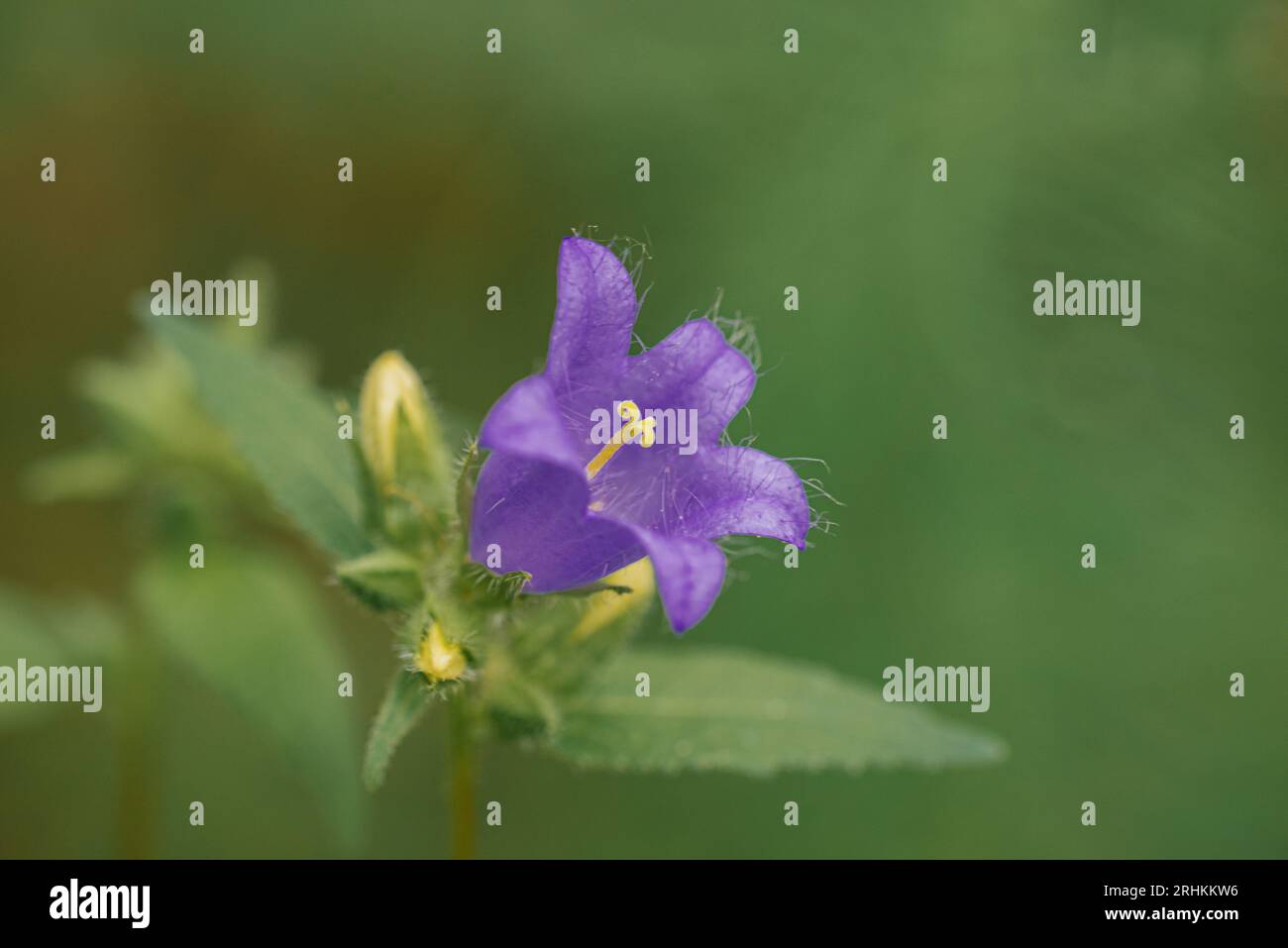 Campanula trachelium fleurit sur fond vert. Forêt d'été. Campanula trachelium, le bellflower à feuilles d'ortie, est une espèce de bellflower. Banque D'Images