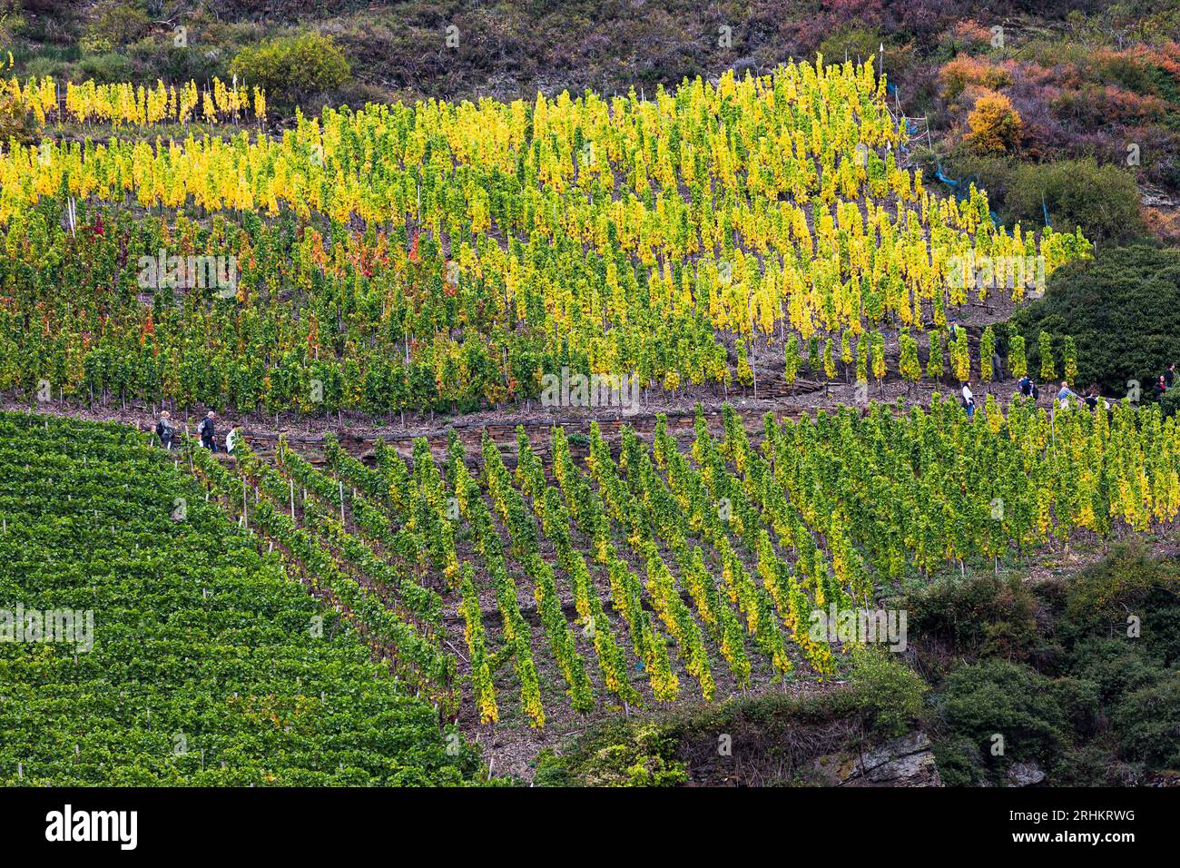 Ahr Valley vignobles de la région viticole en Allemagne avec de belles couleurs d'automne Banque D'Images