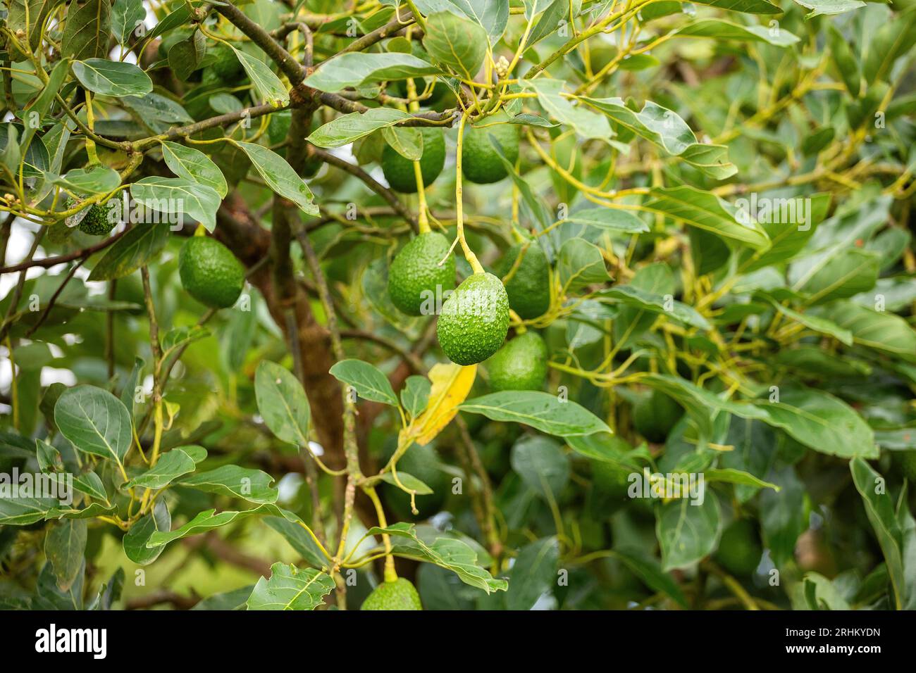 Fruits d'avocat mûrs verts accrochés à la plantation d'avocatiers - Persea americana Banque D'Images
