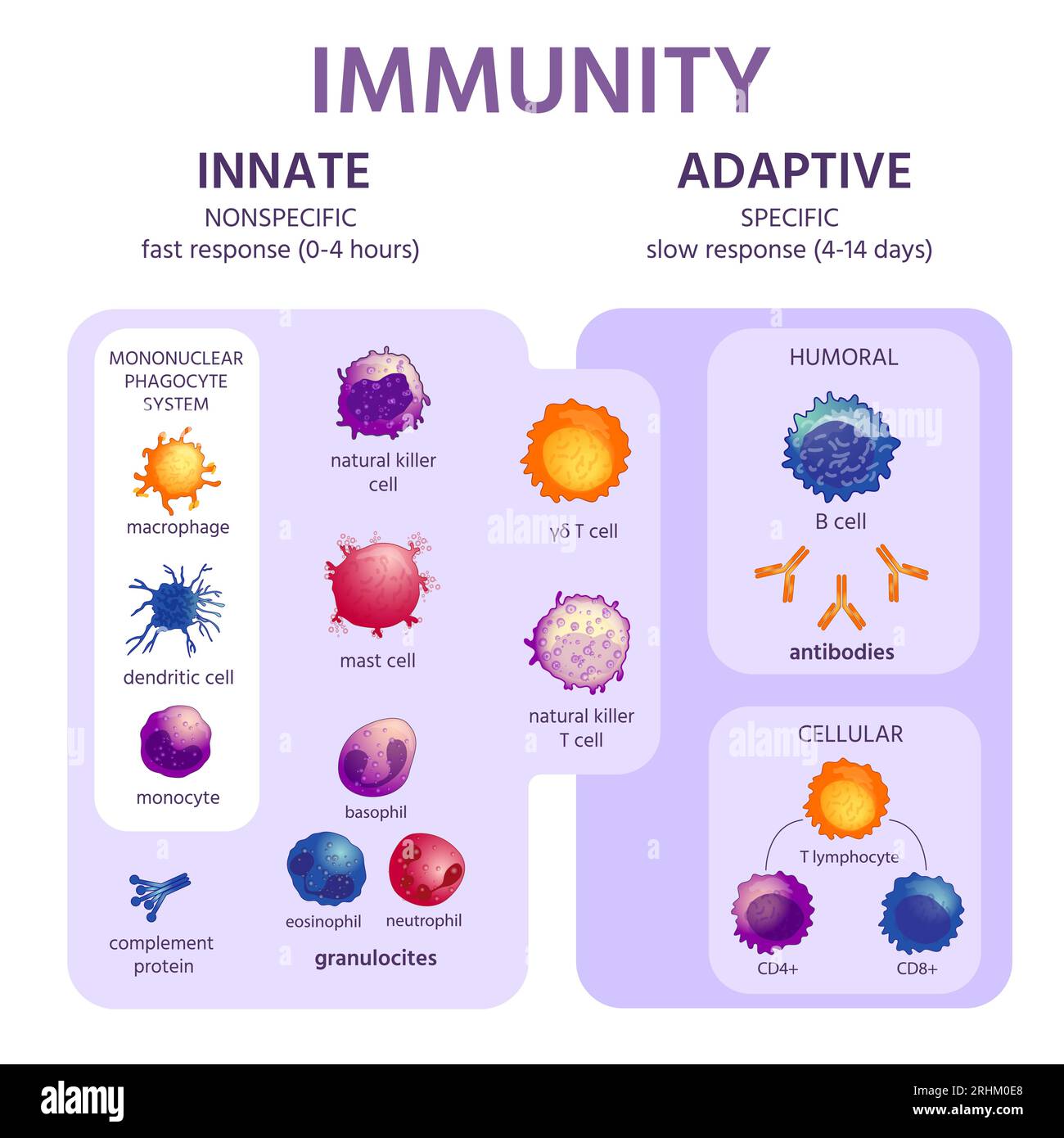 Système immunitaire inné et adaptatif. Infographie immunologique avec les  types cellulaires. Réponse immunitaire, activation des anticorps, schéma  vectoriel des lymphocytes. Illustra Image Vectorielle Stock - Alamy