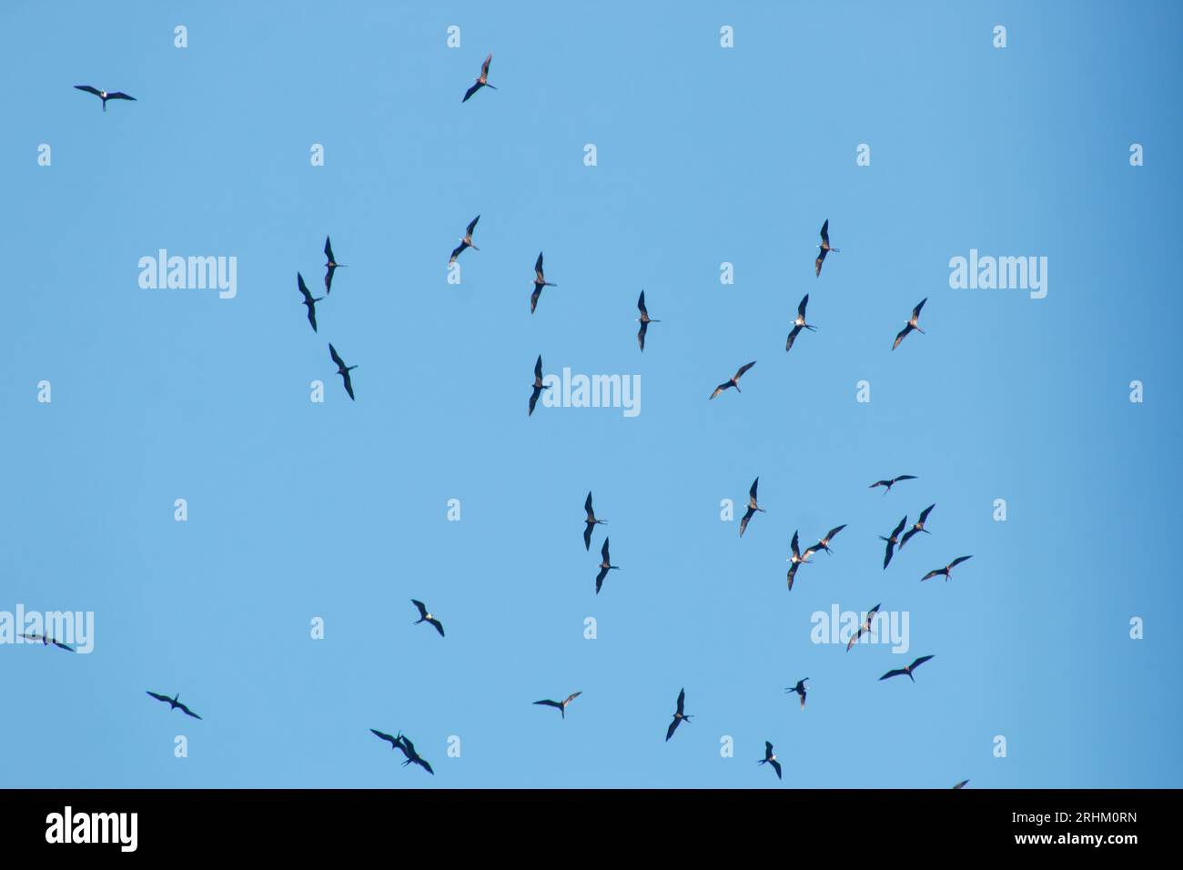 Frégate oiseaux dans le ciel bleu de Rio de Janeiro Brésil. Banque D'Images