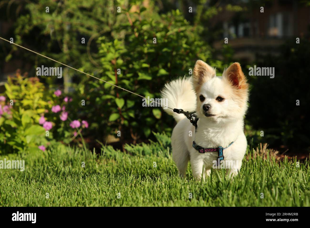 Mignon Chihuahua avec laisse sur l'herbe verte à l'extérieur. Marche en chien Banque D'Images