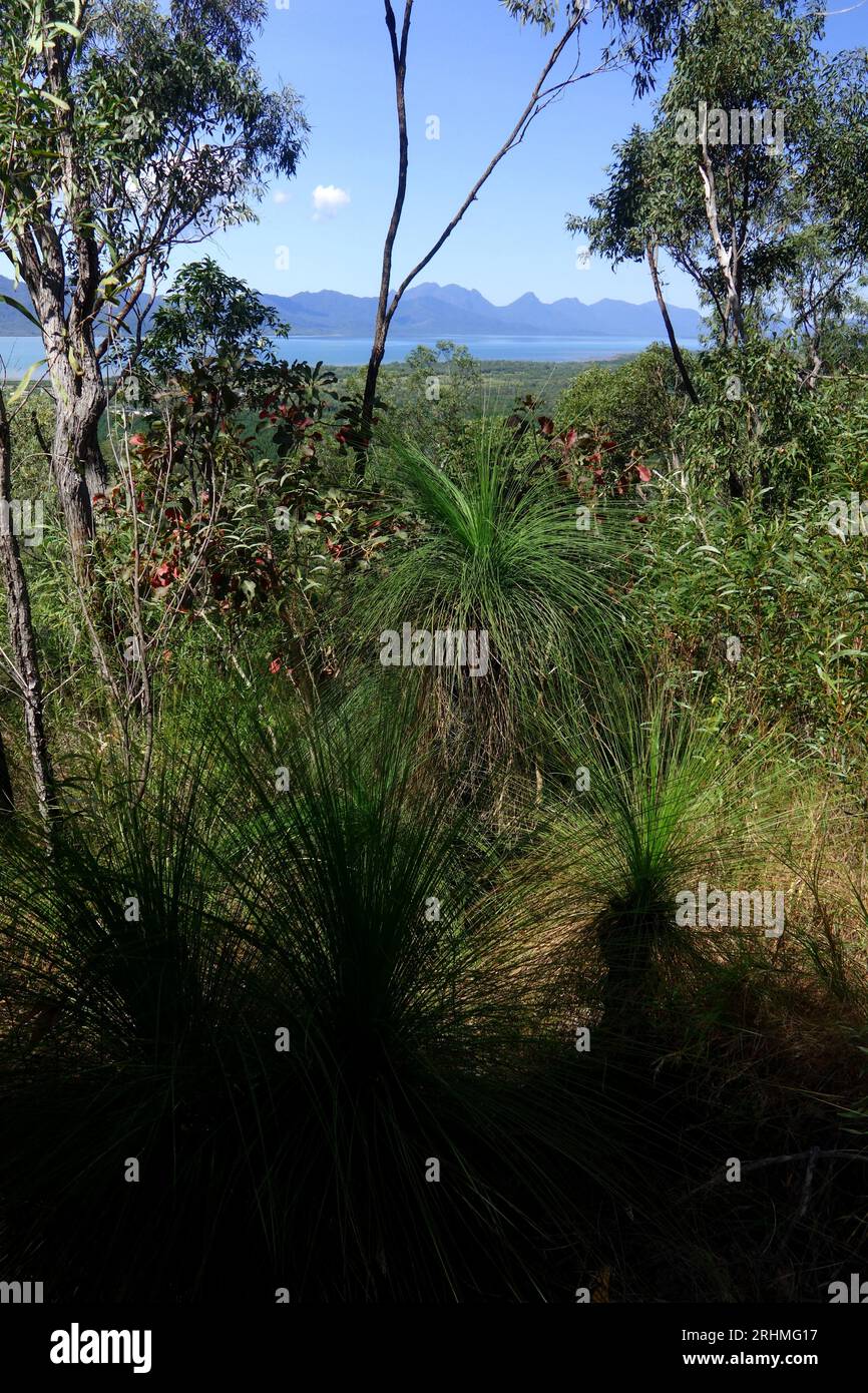 Vue depuis l'île Hinchinbrook depuis le belvédère de Cardwell Forest Drive, parc national de Girringun, Queensland, Australie Banque D'Images