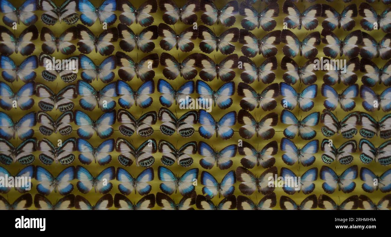Des dizaines de papillons épinglés, Ayr nature Display, Queensland, Australie. Pas de PR Banque D'Images