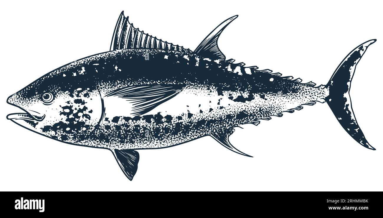Vecteur de dessin de gravure de poisson de thon animal de fruits de mer. Esquisse à la main style vintage. Nourriture animal océan mer isolé sur fond blanc. Illustration de Vecteur