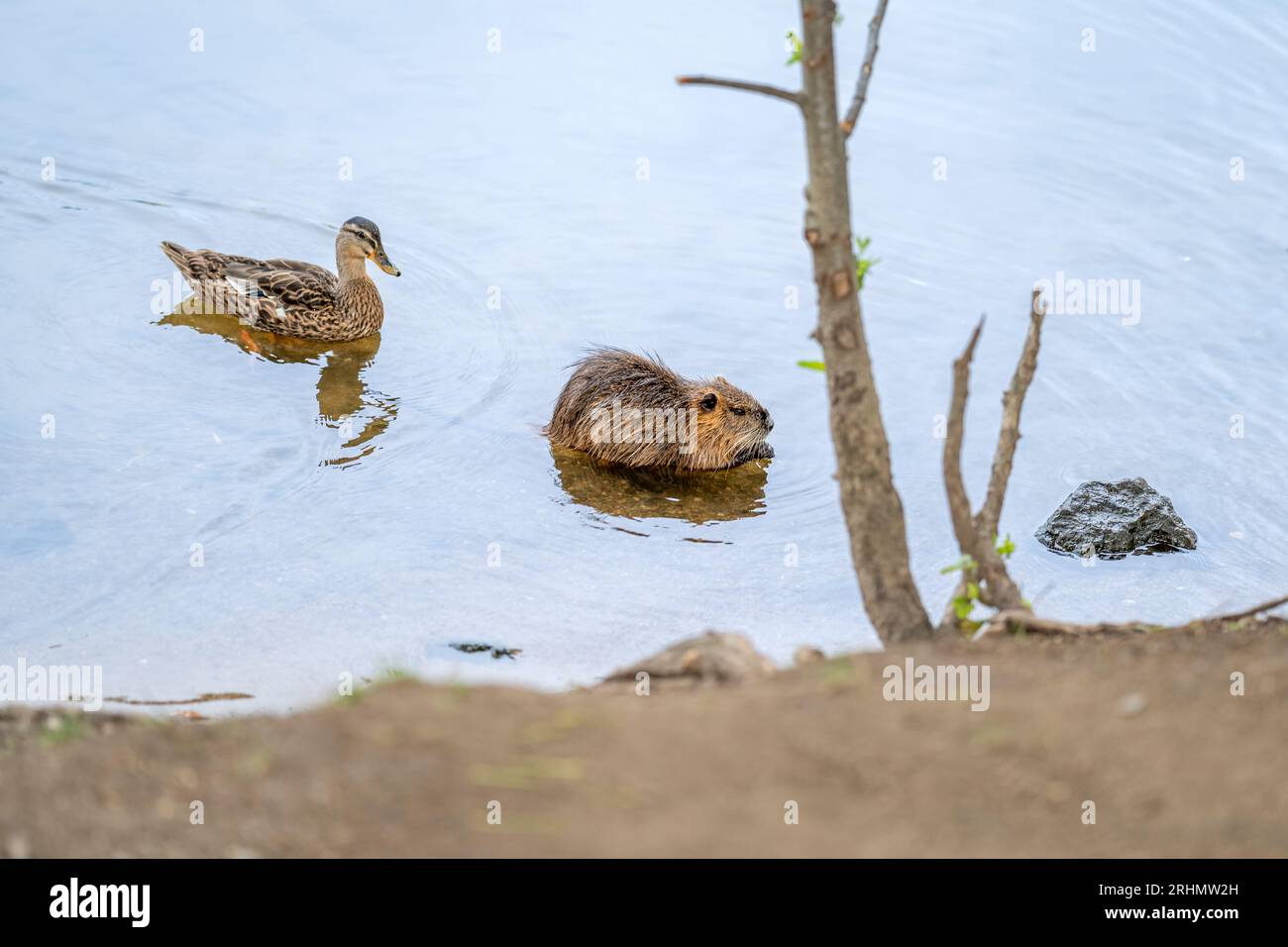 nutria et canard sauvage nageant dans la rivière Banque D'Images