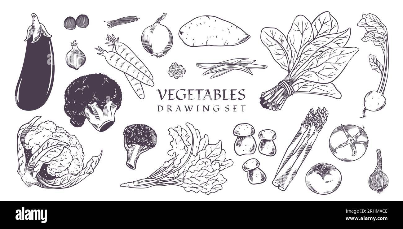 Ensemble de divers types de légumes dessinés à la main. Illustration vectorielle. Collecte des types de légumes agricoles, produits de restauration, production marchande Illustration de Vecteur