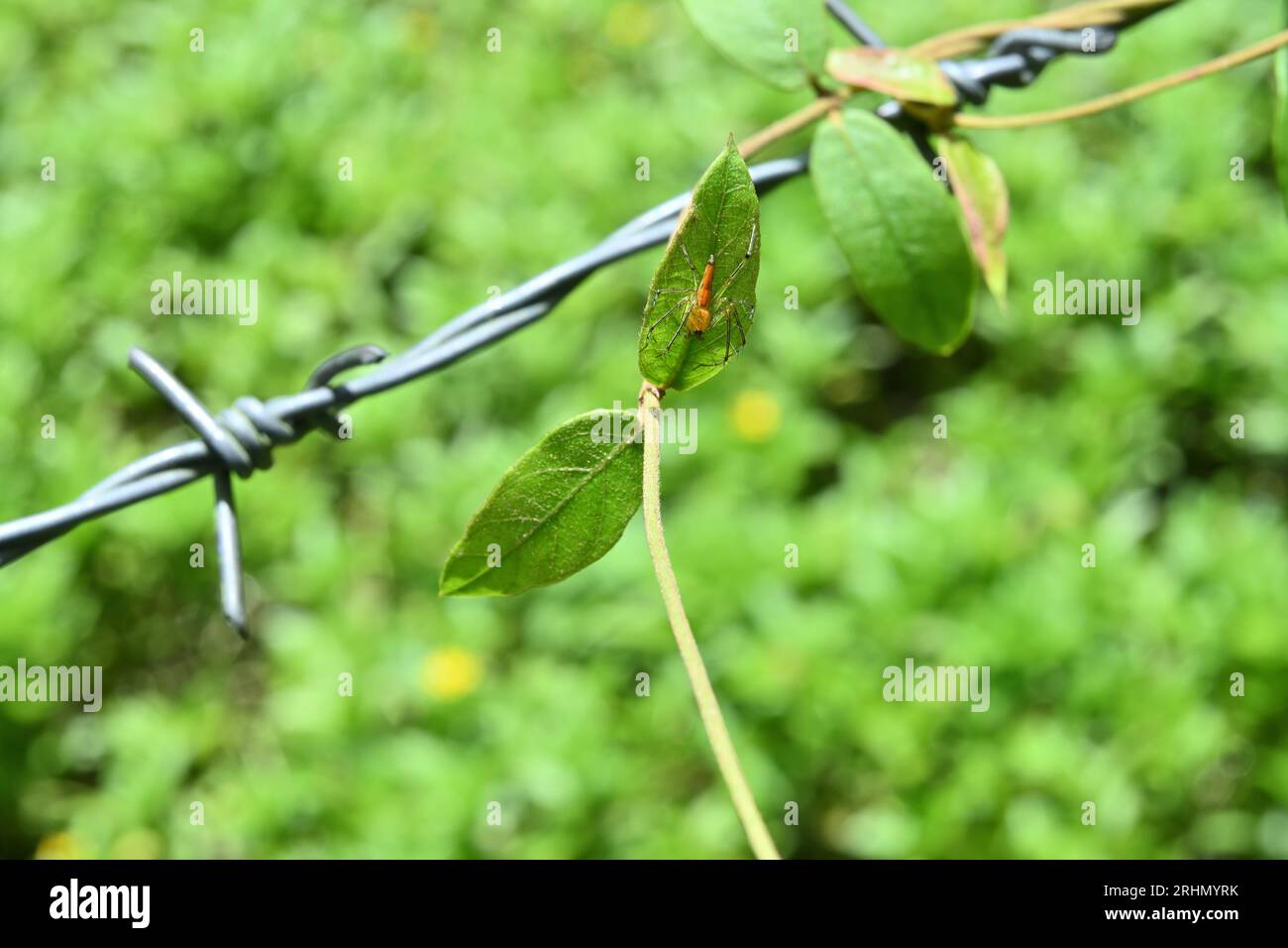 Une araignée de Lynx (Oxyopidae) de couleur orange assise sur une surface de feuille de vigne qui pousse sur une clôture de fil barbelé dans une zone sauvage Banque D'Images