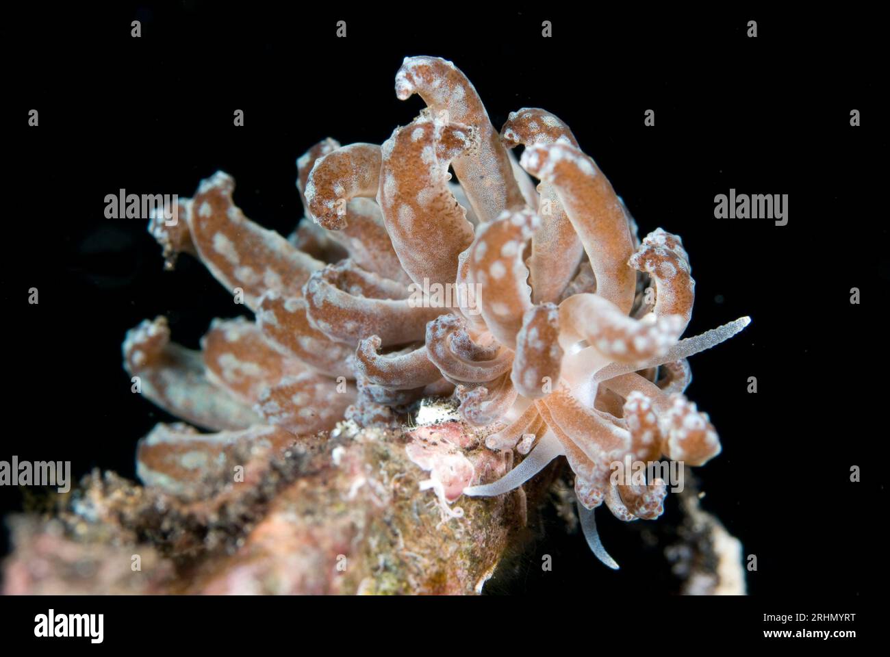 Phyllodesmium nudibranche cryptique, Phyllodesmium crypticum, avec cerata avec conduits de glande digestive reliés à des zooxanthelles, site de plongée Hairball, Lembb Banque D'Images